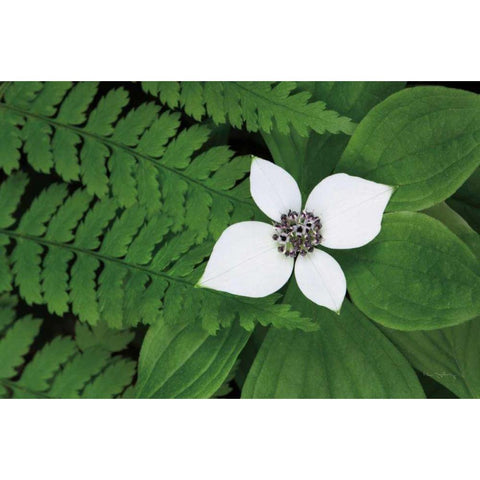 Bunchberry and Ferns II color White Modern Wood Framed Art Print by Audit, Lisa