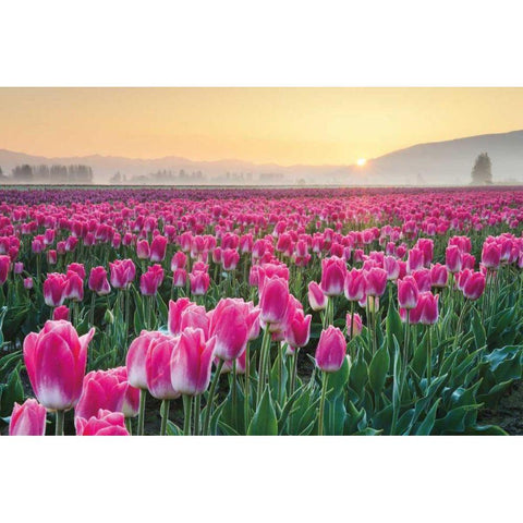 Skagit Valley Tulips I Gold Ornate Wood Framed Art Print with Double Matting by Audit, Lisa