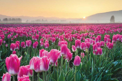 Skagit Valley Tulips I White Modern Wood Framed Art Print with Double Matting by Audit, Lisa