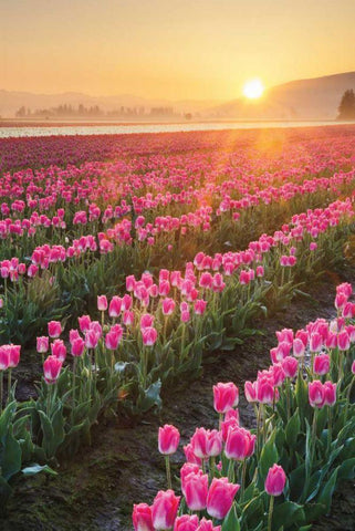 Skagit Valley Tulips II White Modern Wood Framed Art Print with Double Matting by Audit, Lisa