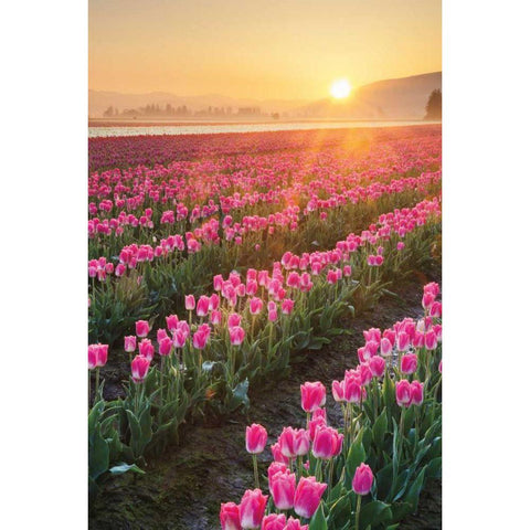 Skagit Valley Tulips II Black Modern Wood Framed Art Print with Double Matting by Audit, Lisa