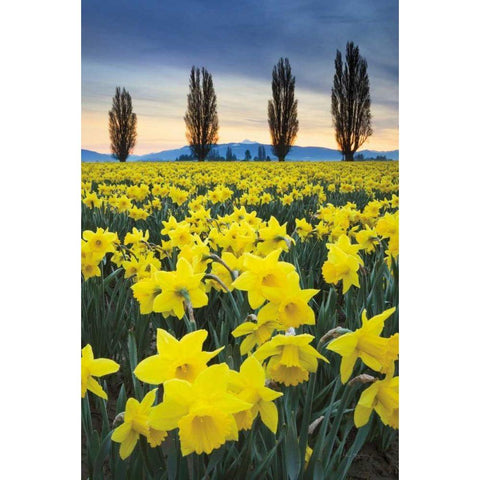 Skagit Valley Daffodils I Black Modern Wood Framed Art Print with Double Matting by Audit, Lisa