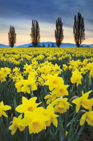Skagit Valley Daffodils I White Modern Wood Framed Art Print with Double Matting by Audit, Lisa