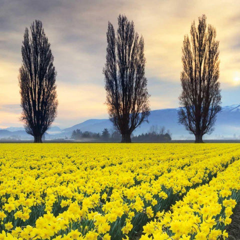 Skagit Valley Daffodils II White Modern Wood Framed Art Print with Double Matting by Audit, Lisa