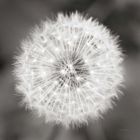 Dandelion Seedhead White Modern Wood Framed Art Print with Double Matting by Audit, Lisa