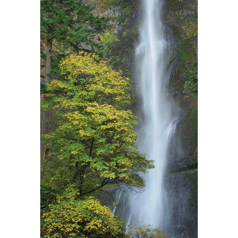 Multnomah Falls color White Modern Wood Framed Art Print by Majchrowicz, Alan