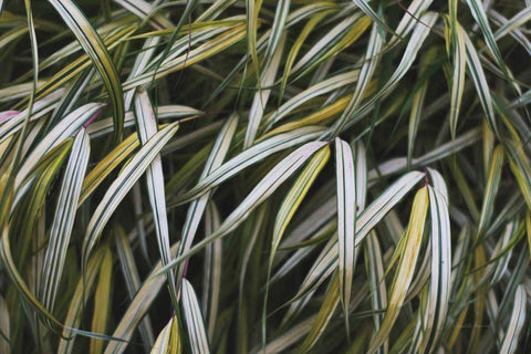 Leafy IV White Modern Wood Framed Art Print with Double Matting by Urquhart, Elizabeth