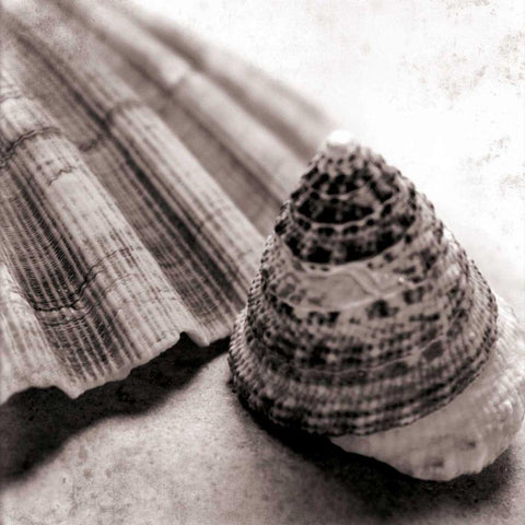 Gifts from the Sea Square Black Ornate Wood Framed Art Print with Double Matting by Schlabach, Sue