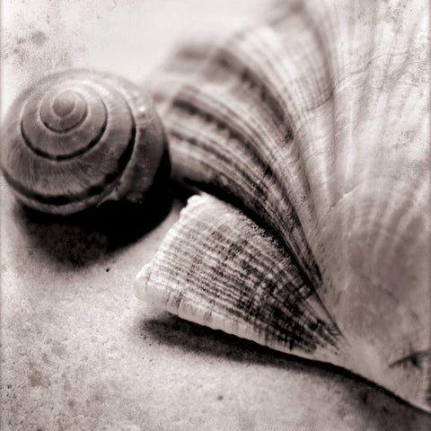 Ocean Treasures Square Black Modern Wood Framed Art Print with Double Matting by Schlabach, Sue