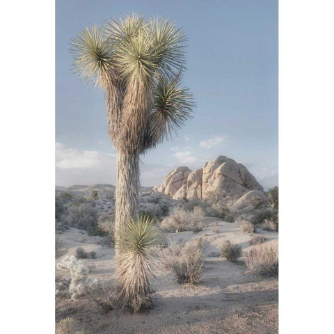 Joshua Tree National Park I Gold Ornate Wood Framed Art Print with Double Matting by Majchrowicz, Alan