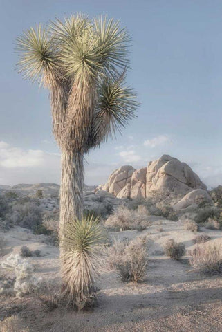 Joshua Tree National Park I White Modern Wood Framed Art Print with Double Matting by Majchrowicz, Alan