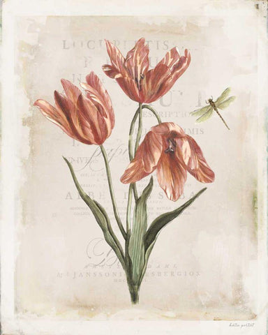Antiquarian Blooms III White Modern Wood Framed Art Print with Double Matting by Pertiet, Katie