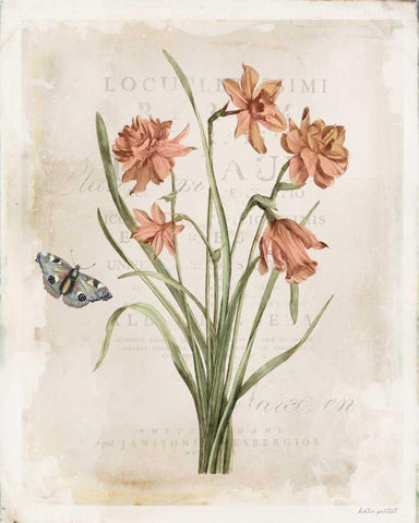 Antiquarian Blooms V White Modern Wood Framed Art Print with Double Matting by Pertiet, Katie