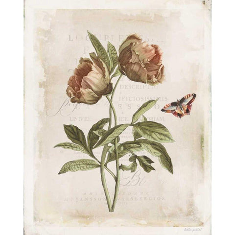 Antiquarian Blooms VI Gold Ornate Wood Framed Art Print with Double Matting by Pertiet, Katie