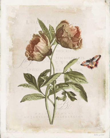 Antiquarian Blooms VI Black Ornate Wood Framed Art Print with Double Matting by Pertiet, Katie