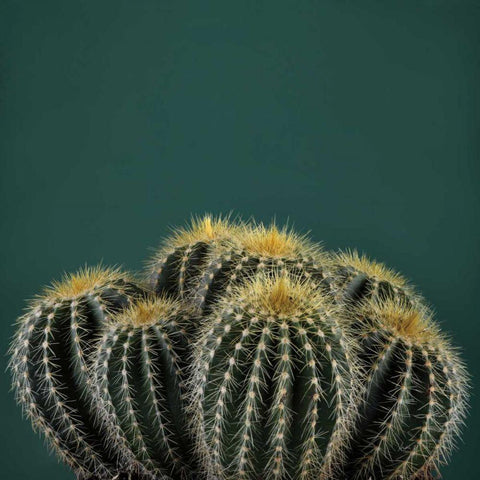 Cacti I Gold Ornate Wood Framed Art Print with Double Matting by Eichman, Andre