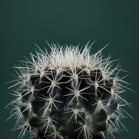 Cacti II Gold Ornate Wood Framed Art Print with Double Matting by Eichman, Andre