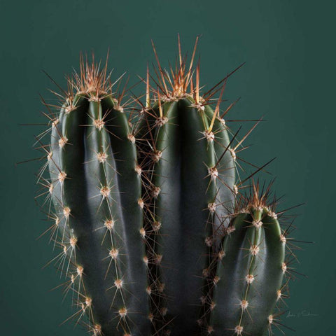 Cacti III Gold Ornate Wood Framed Art Print with Double Matting by Eichman, Andre
