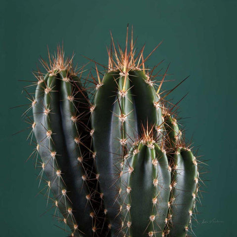 Cacti IV Gold Ornate Wood Framed Art Print with Double Matting by Eichman, Andre