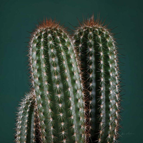 Cacti V Gold Ornate Wood Framed Art Print with Double Matting by Eichman, Andre