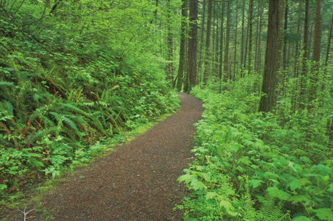 Hiking Trail in Columbia River Gorge I Black Ornate Wood Framed Art Print with Double Matting by Majchrowicz, Alan