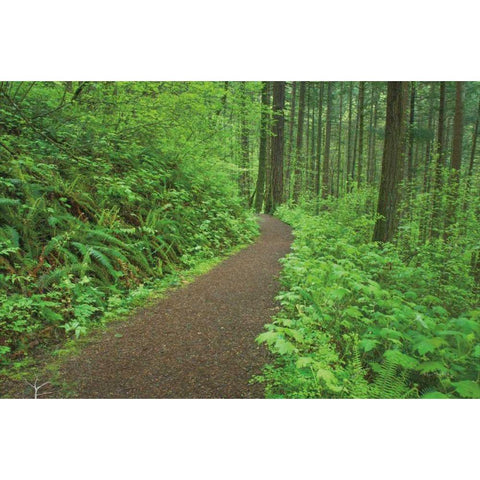 Hiking Trail in Columbia River Gorge I Black Modern Wood Framed Art Print by Majchrowicz, Alan