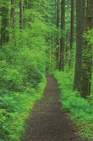 Hiking Trail in Columbia River Gorge II White Modern Wood Framed Art Print with Double Matting by Majchrowicz, Alan
