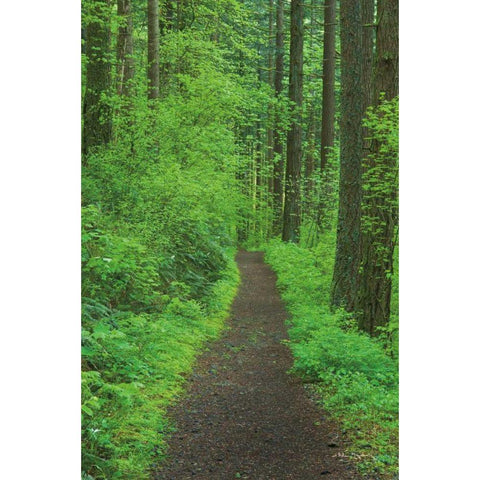 Hiking Trail in Columbia River Gorge II Gold Ornate Wood Framed Art Print with Double Matting by Majchrowicz, Alan
