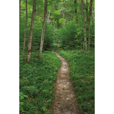 North Country Trail Gold Ornate Wood Framed Art Print with Double Matting by Majchrowicz, Alan