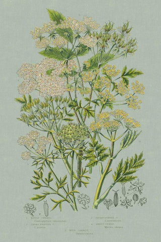 Flowering Plants III Green Linen Black Ornate Wood Framed Art Print with Double Matting by Wild Apple Portfolio