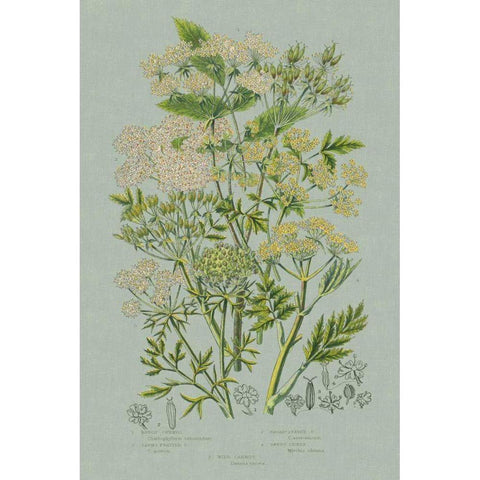 Flowering Plants III Green Linen Gold Ornate Wood Framed Art Print with Double Matting by Wild Apple Portfolio