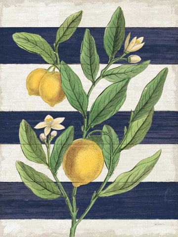 Classic Citrus V Navy Shiplap NW Black Ornate Wood Framed Art Print with Double Matting by Schlabach, Sue