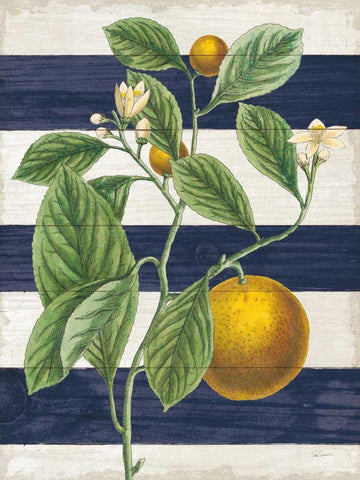 Classic Citrus VI Navy Shiplap NW Black Ornate Wood Framed Art Print with Double Matting by Schlabach, Sue