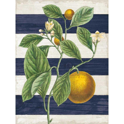 Classic Citrus VI Navy Shiplap NW Gold Ornate Wood Framed Art Print with Double Matting by Schlabach, Sue