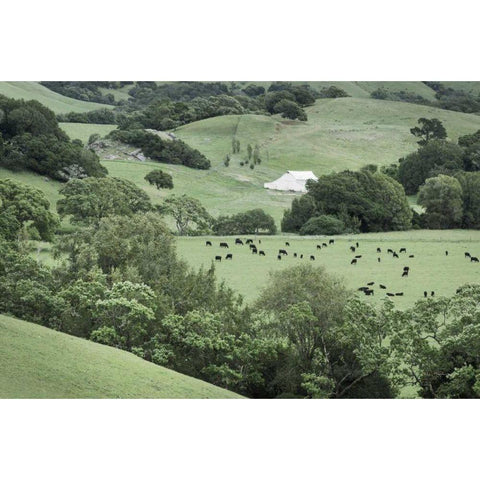 Marin California Ranch Gold Ornate Wood Framed Art Print with Double Matting by Majchrowicz, Alan
