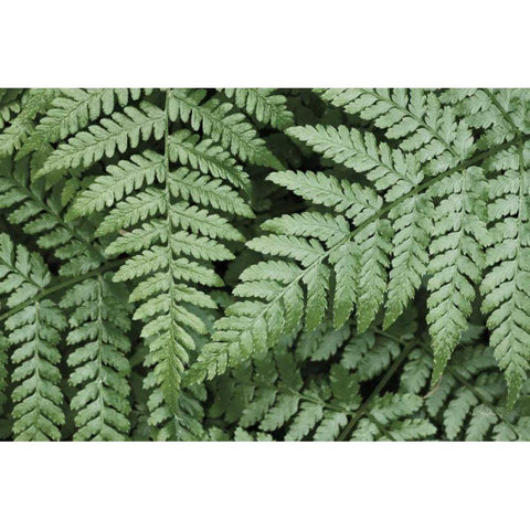 Lady Ferns II Color Gold Ornate Wood Framed Art Print with Double Matting by Majchrowicz, Alan