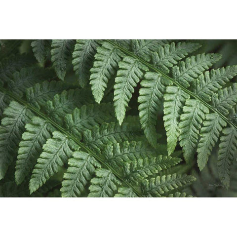 Lady Ferns III Color White Modern Wood Framed Art Print by Majchrowicz, Alan