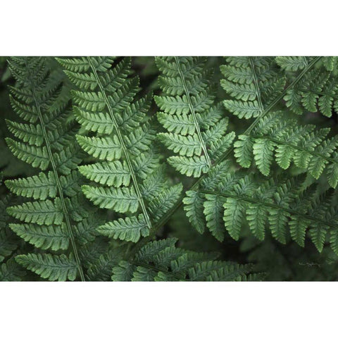 Lady Ferns IV Color White Modern Wood Framed Art Print by Majchrowicz, Alan