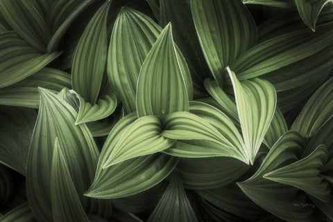 Corn Lily I Black Ornate Wood Framed Art Print with Double Matting by Majchrowicz, Alan