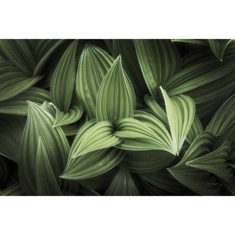 Corn Lily I Gold Ornate Wood Framed Art Print with Double Matting by Majchrowicz, Alan