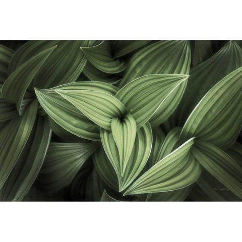 Corn Lily II Gold Ornate Wood Framed Art Print with Double Matting by Majchrowicz, Alan