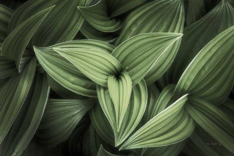 Corn Lily II White Modern Wood Framed Art Print with Double Matting by Majchrowicz, Alan