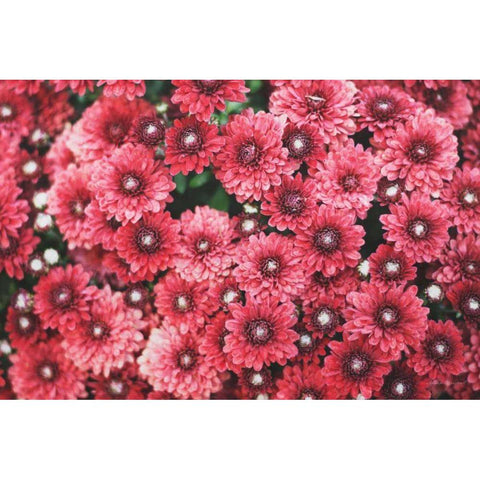 Autumn Flowers I White Modern Wood Framed Art Print by Marshall, Laura