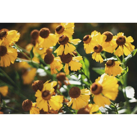 Autumn Flowers II Gold Ornate Wood Framed Art Print with Double Matting by Marshall, Laura