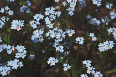 Forget Me Nots I White Modern Wood Framed Art Print with Double Matting by Marshall, Laura