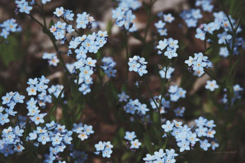 Forget Me Nots II Black Ornate Wood Framed Art Print with Double Matting by Marshall, Laura