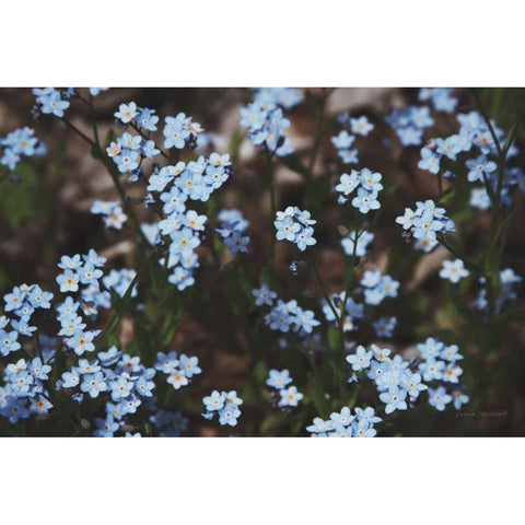 Forget Me Nots II Gold Ornate Wood Framed Art Print with Double Matting by Marshall, Laura