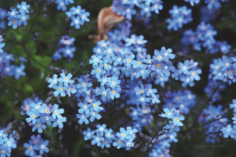 Forget Me Nots III White Modern Wood Framed Art Print with Double Matting by Marshall, Laura