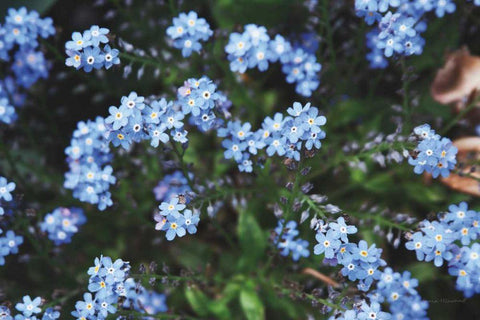 Forget Me Nots IV White Modern Wood Framed Art Print with Double Matting by Marshall, Laura