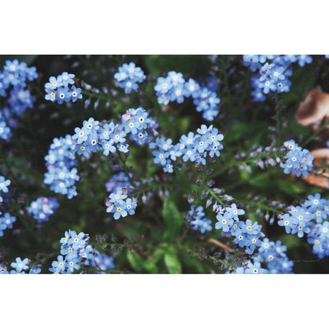 Forget Me Nots IV Gold Ornate Wood Framed Art Print with Double Matting by Marshall, Laura